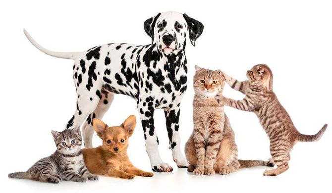 Animales