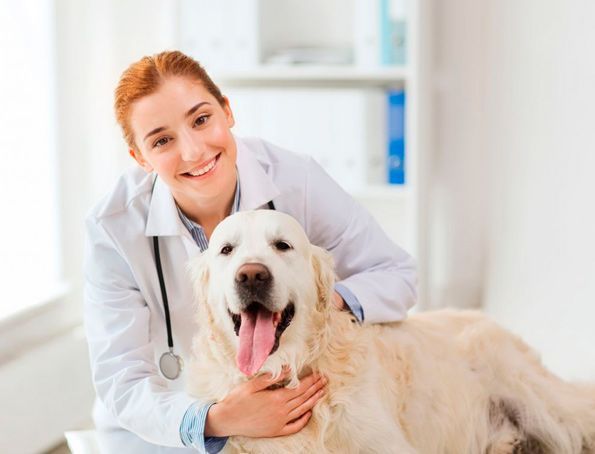 Un veterinario con bata blanca sonríe mientras acaricia a un golden retriever en una sala de exámenes.
