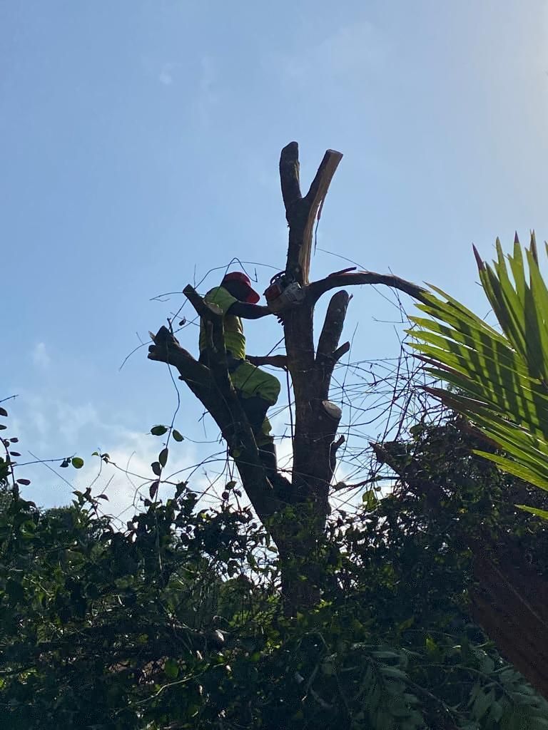 Abattage d'arbre par démontage