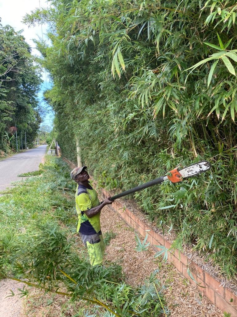Homme qui élague une haie de bambous