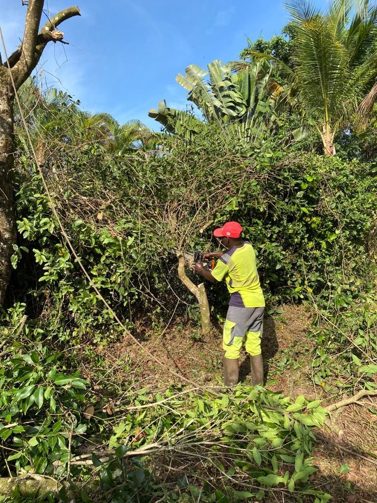 Élagage d'un arbuste