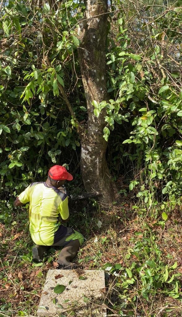 Abattage d'arbre par un élagueur