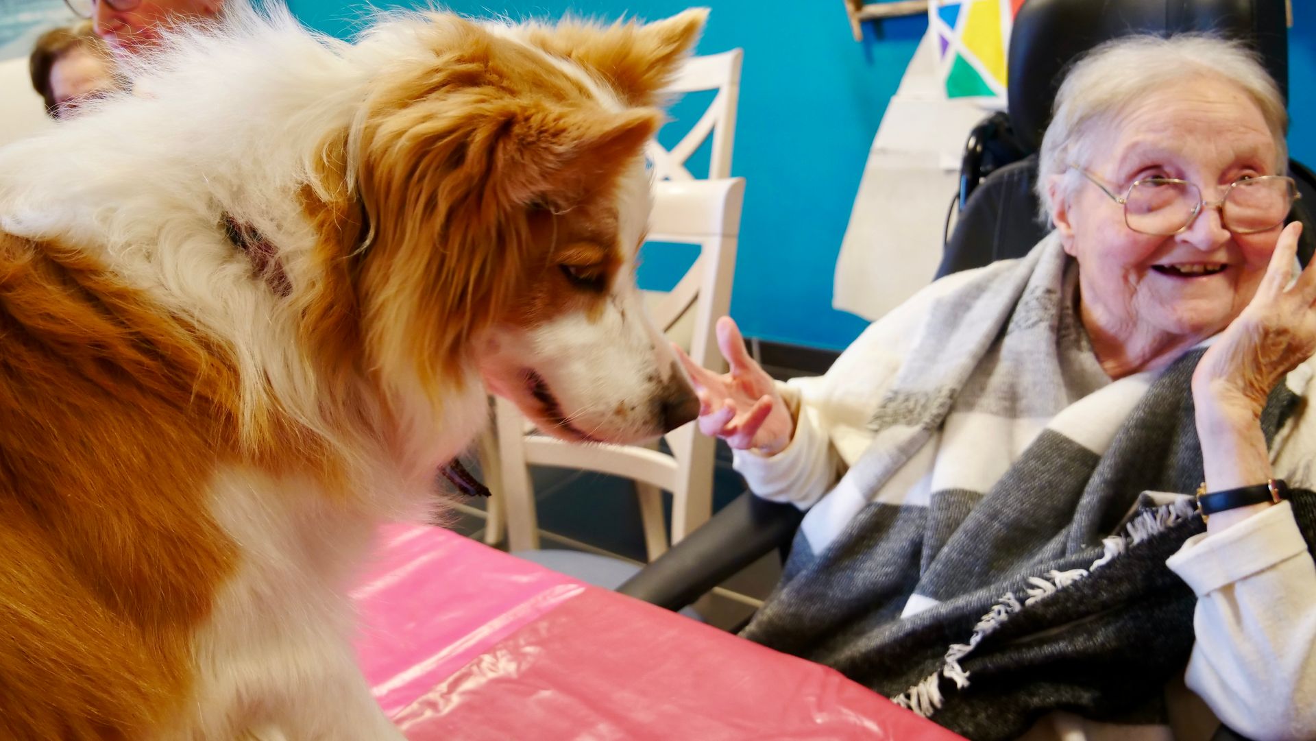 Le chien frotte doucement son museau contre la main d'une personne, la douce lumière du soleil illumine l'interaction à l'intérieur.