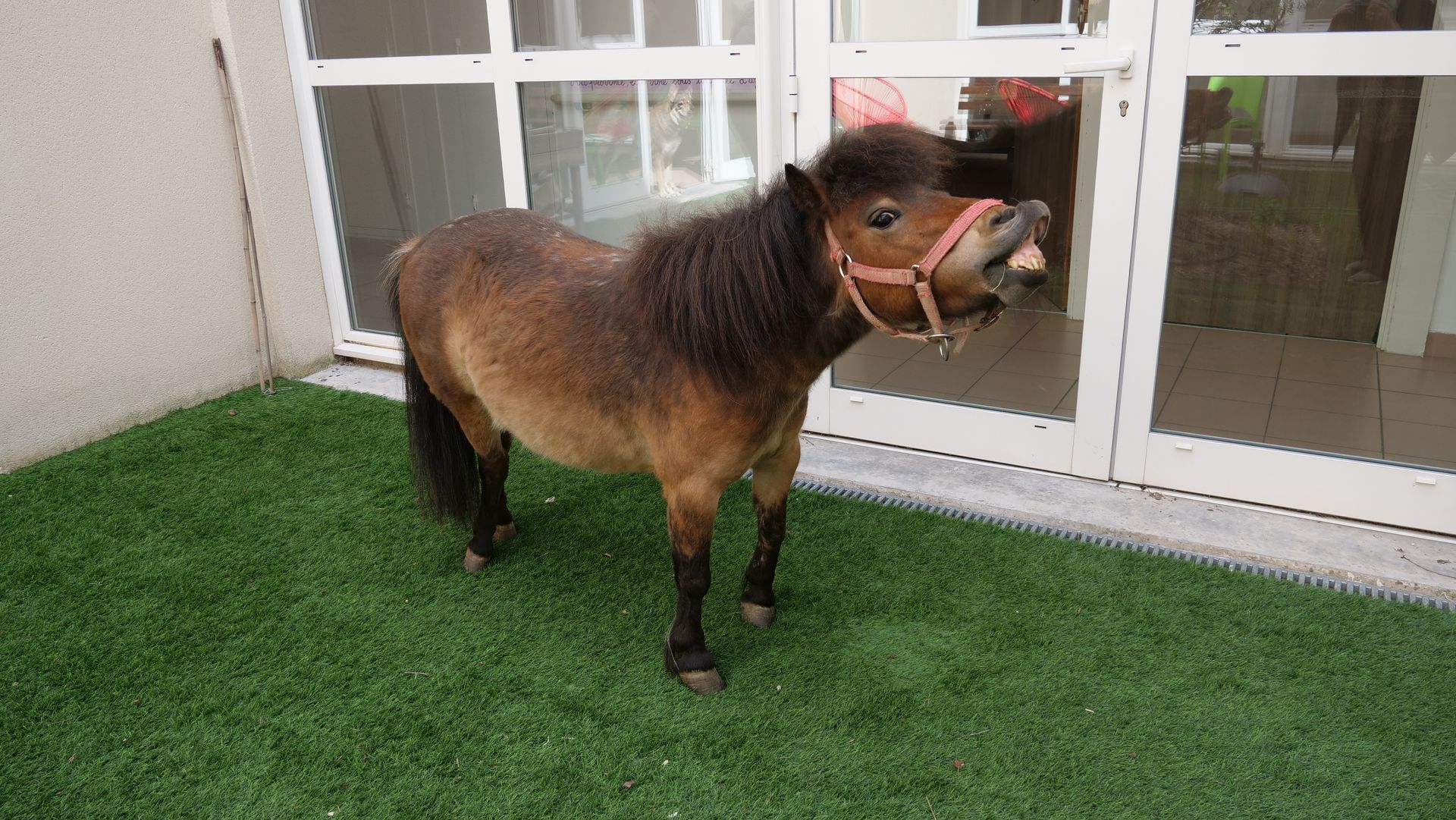 Une personne âgée caresse un lapin blanc à taches brunes tout en tenant du persil.