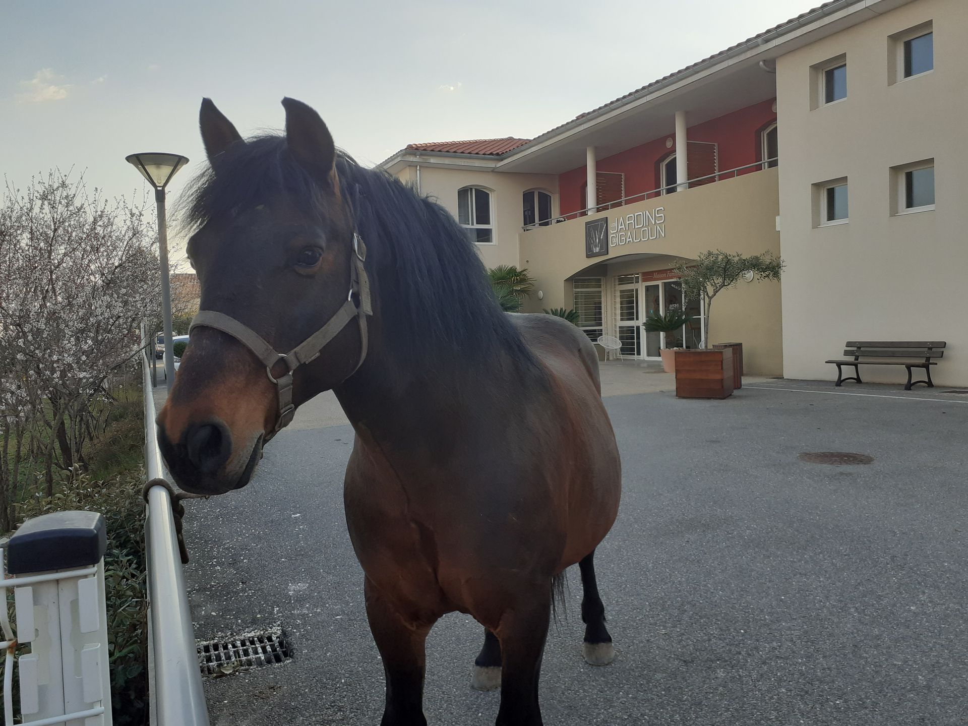 Un chien interagit avec une personne en fauteuil roulant ; tous deux semblent heureux.
