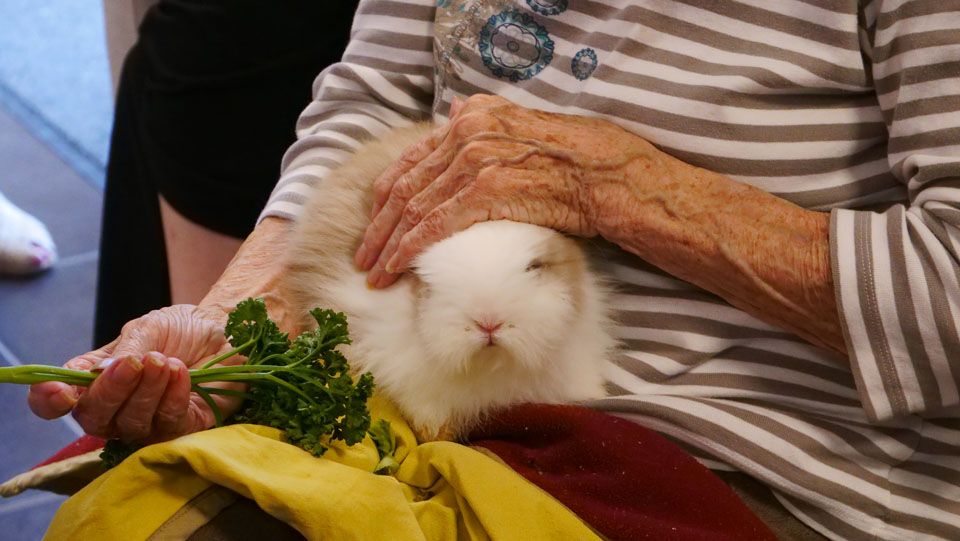 Petit cheval brun debout sur de l'herbe verte, la bouche ouverte, portant un licol rouge.