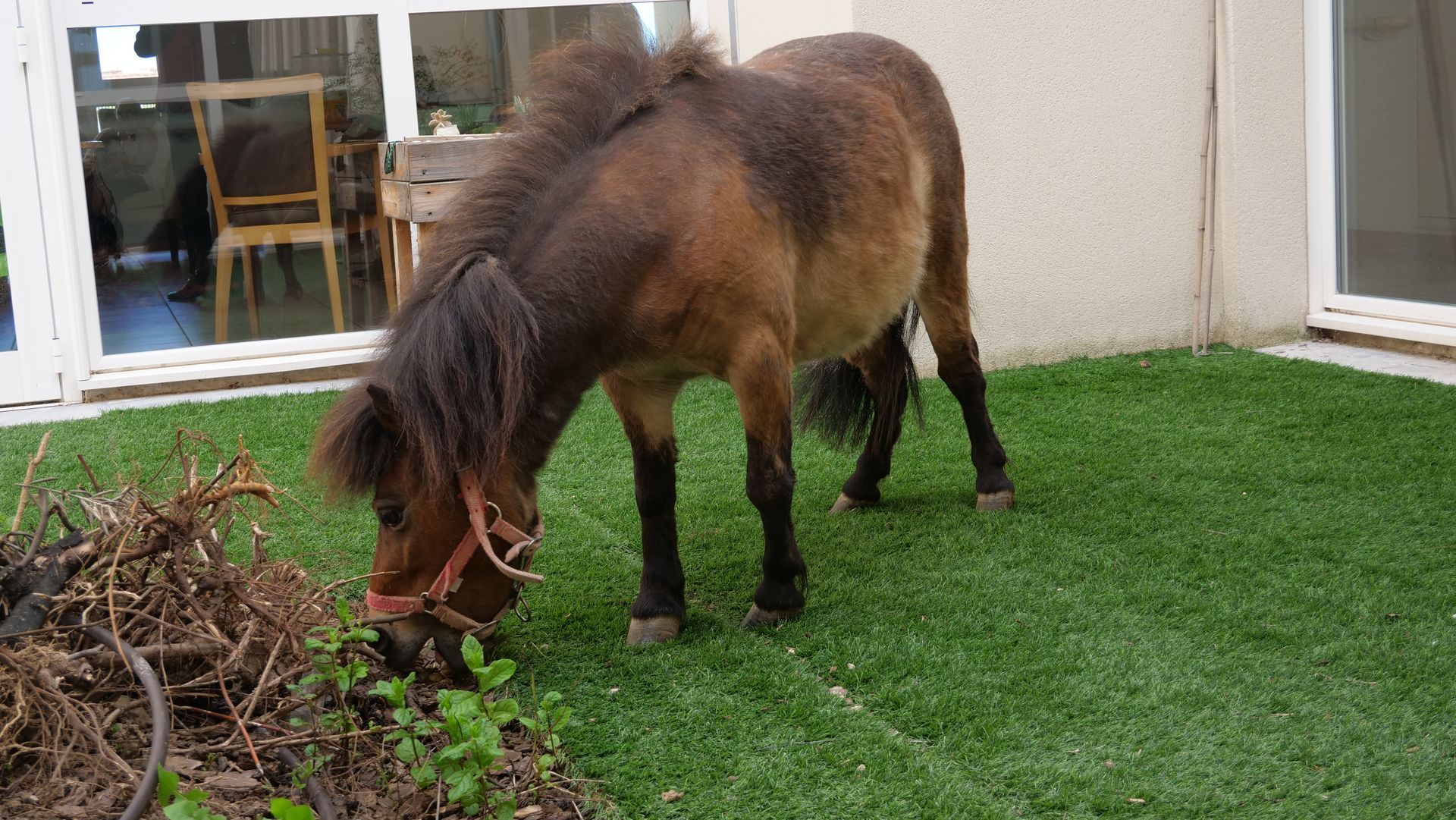 Des personnes aident un enfant à monter à poney. Deux poneys à selle rouge, près d'une clôture.