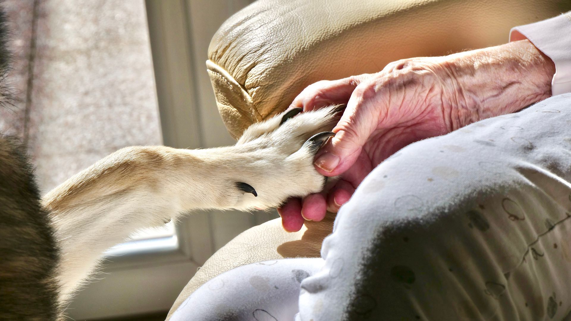 Zoom sur un chien qui donne sa pate à la main d'une personne âgée.