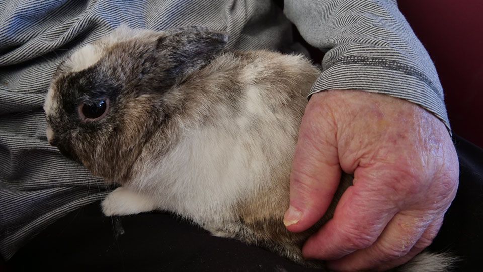 Un lapin, au pelage brun et blanc, blotti dans les bras de quelqu'un.