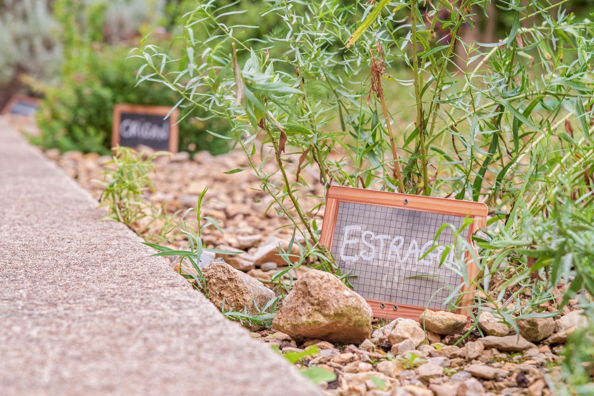 Jardin d'herbes aromatiques avec de petits tableaux noirs portant les inscriptions « ORIGAN » et « ESTRAGON ».