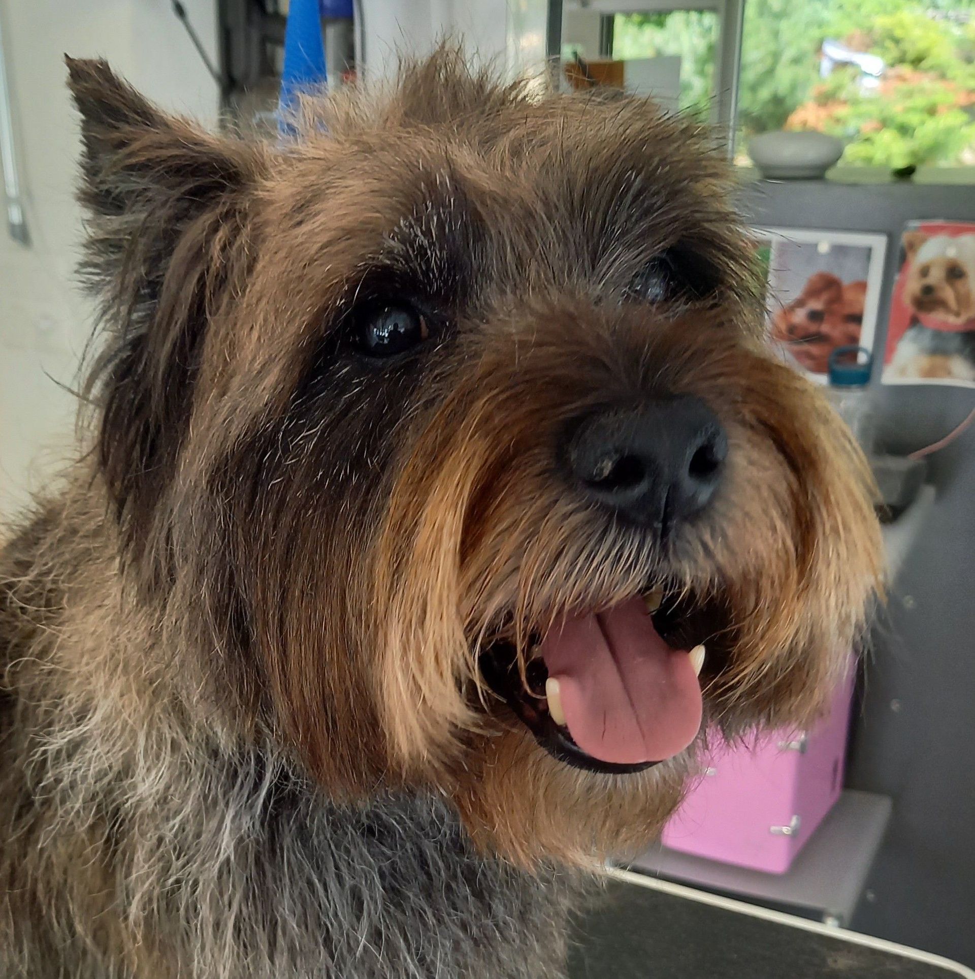 Canicat - toilettage chiens - Méthode DAATA