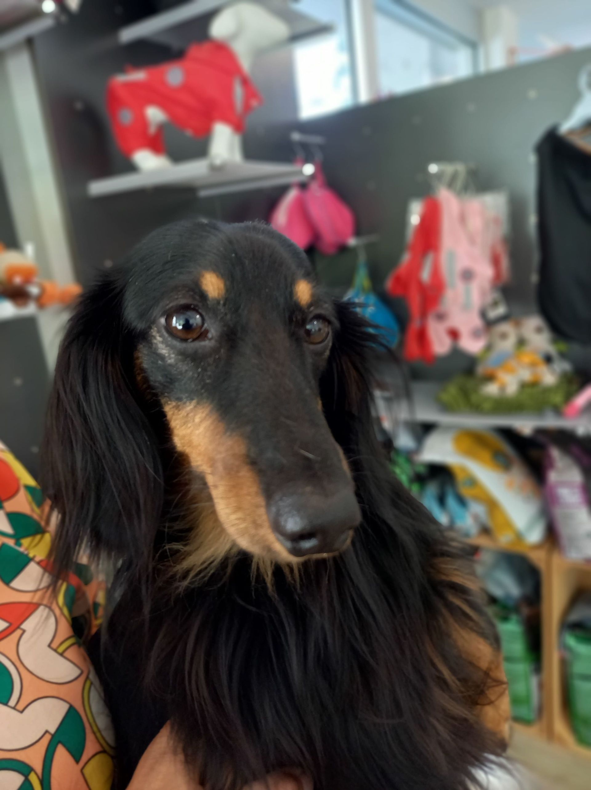 Canicat - toilettage chiens - Méthode DAATA