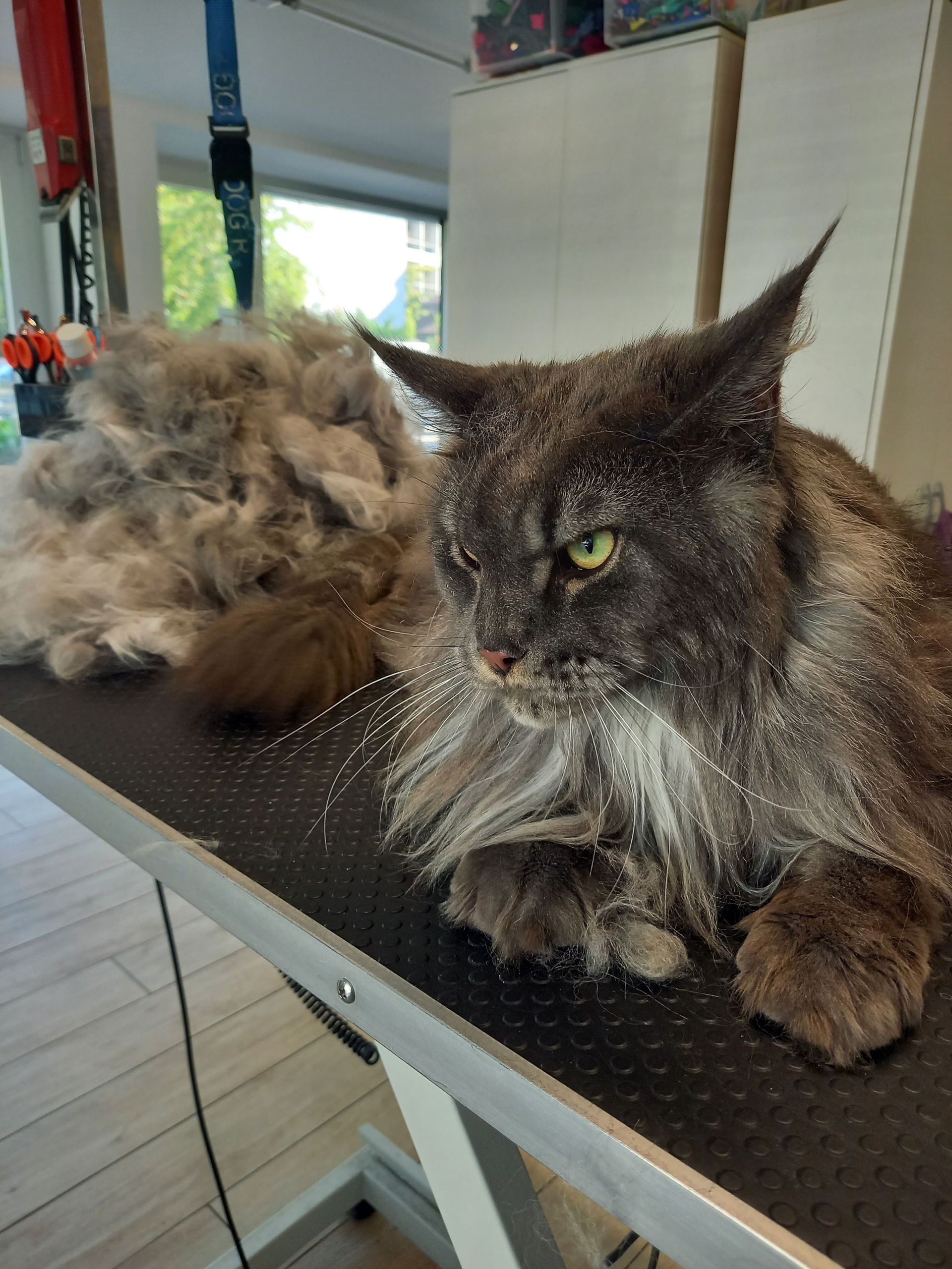 Canicat boutique chiens et chats