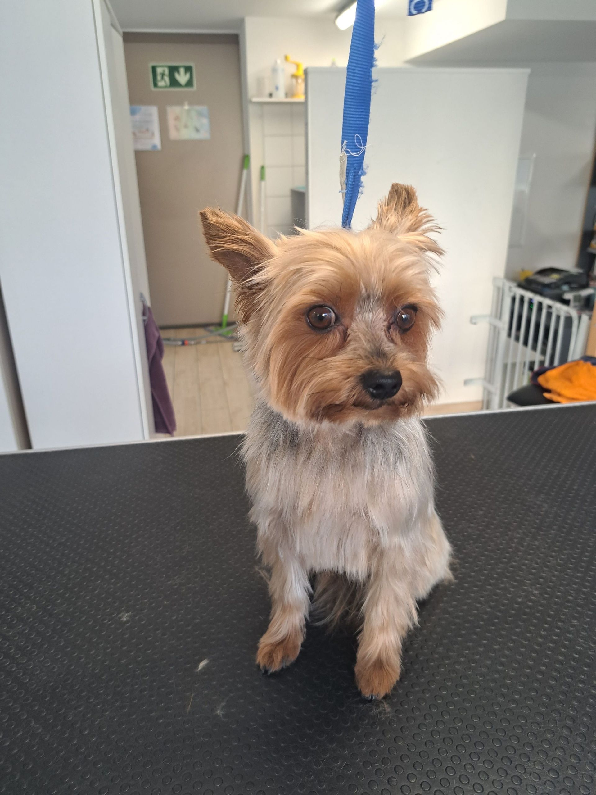 Canicat - toilettage chiens - Méthode DAATA