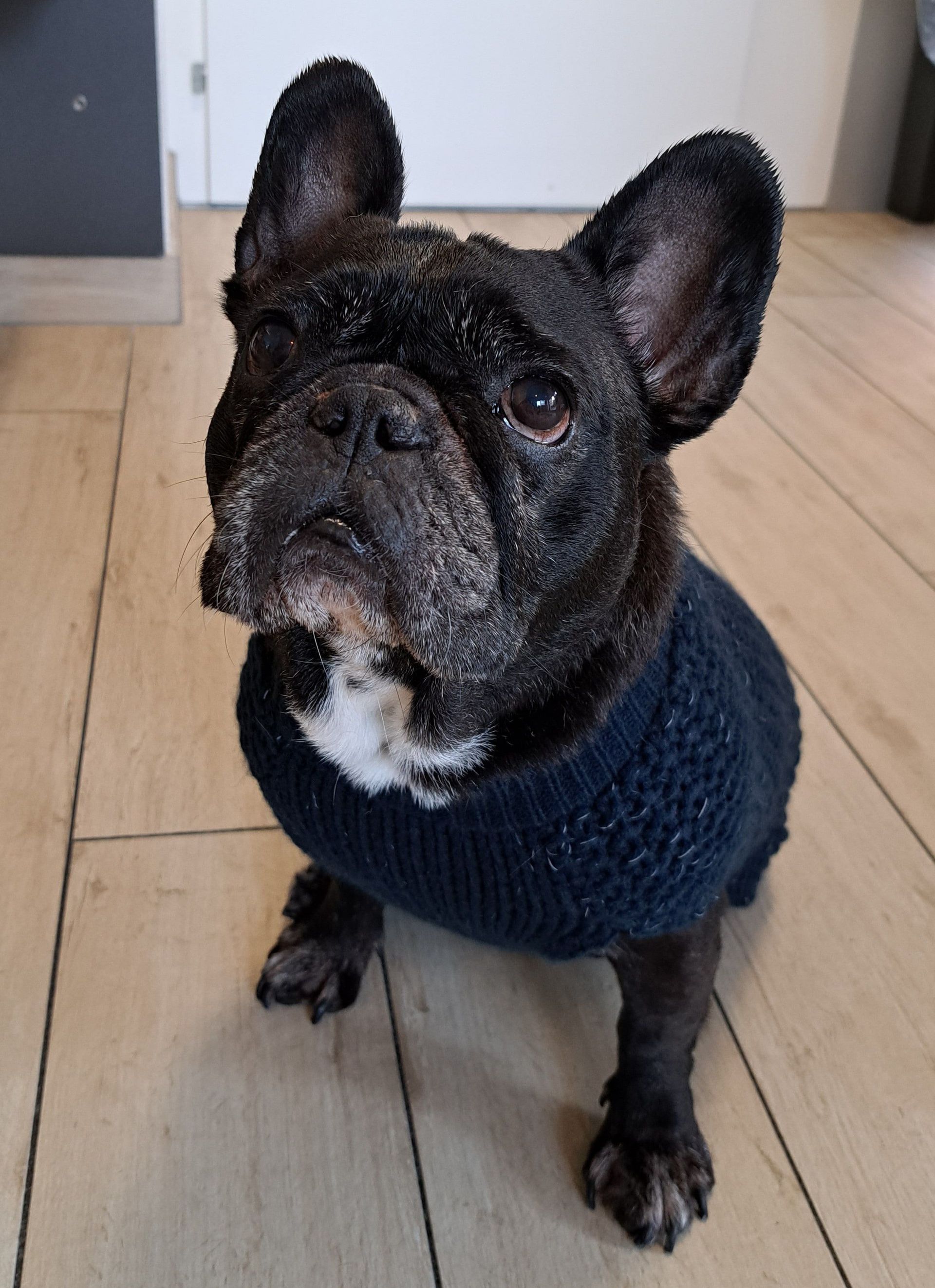 Canicat - toilettage chiens - Méthode DAATA