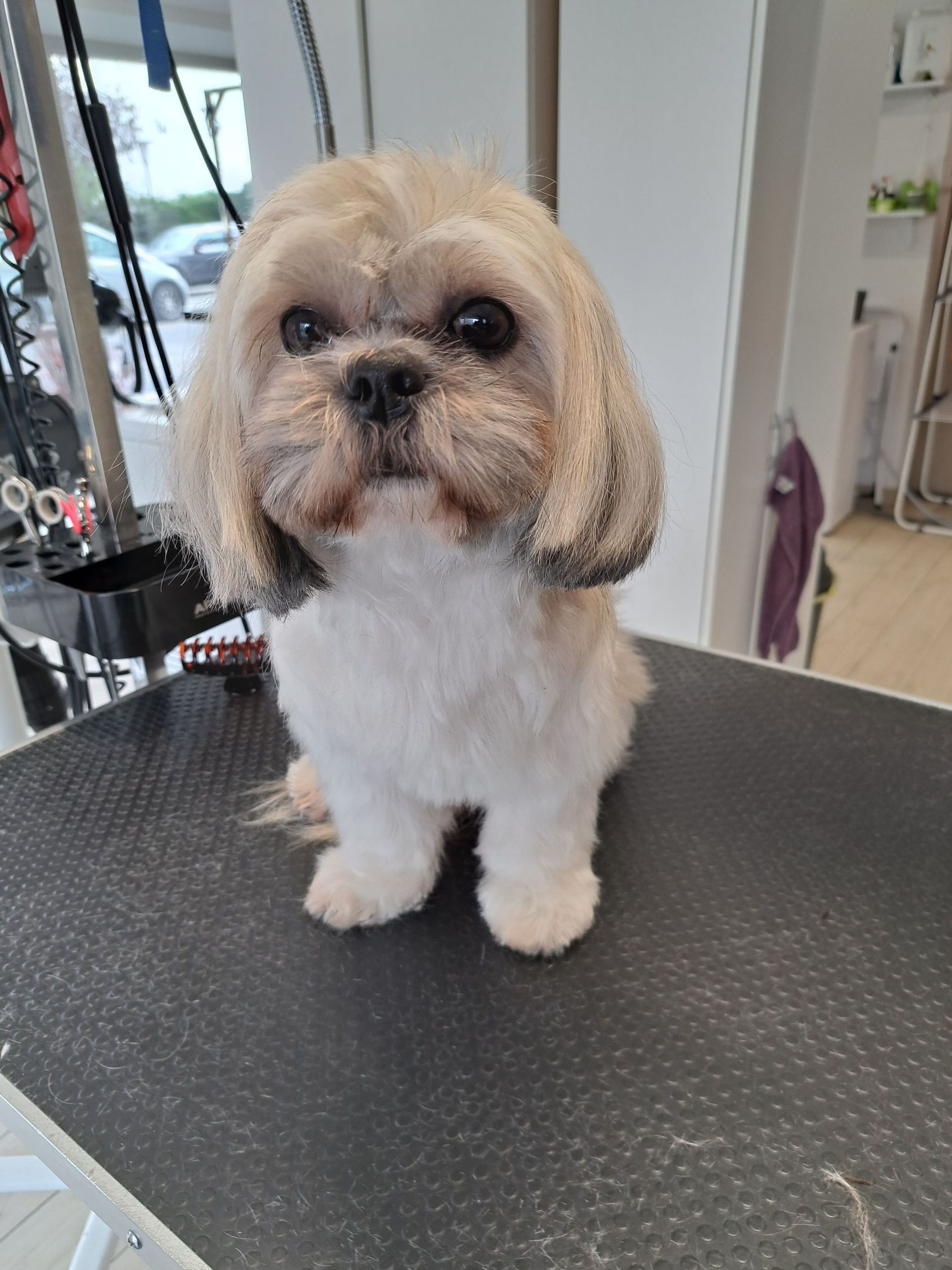 Canicat boutique chiens et chats