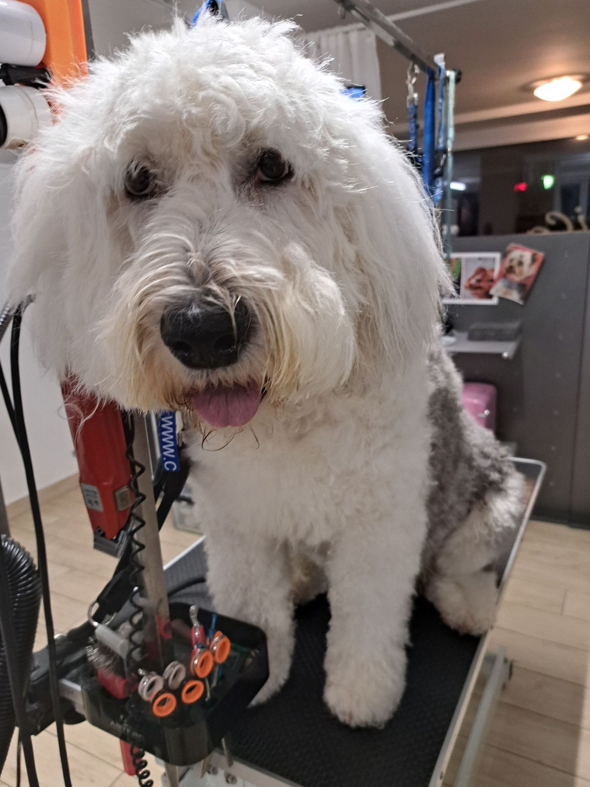 Canicat boutique chiens et chats