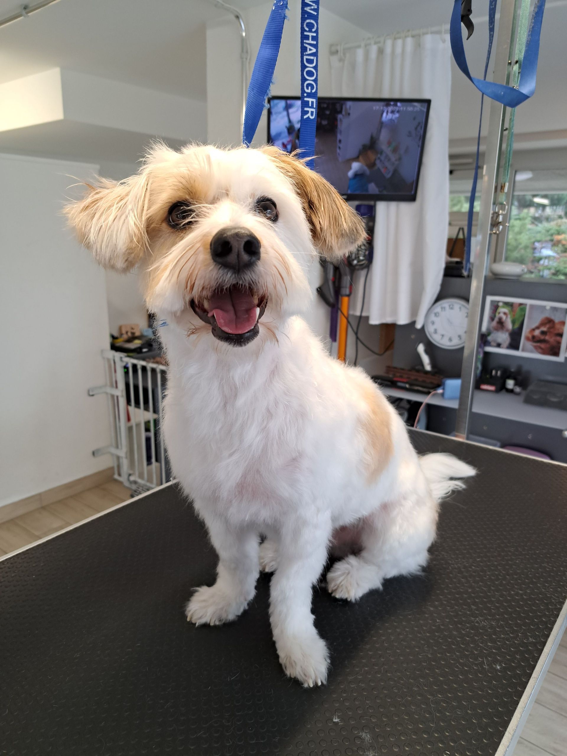 Canicat boutique chiens et chats