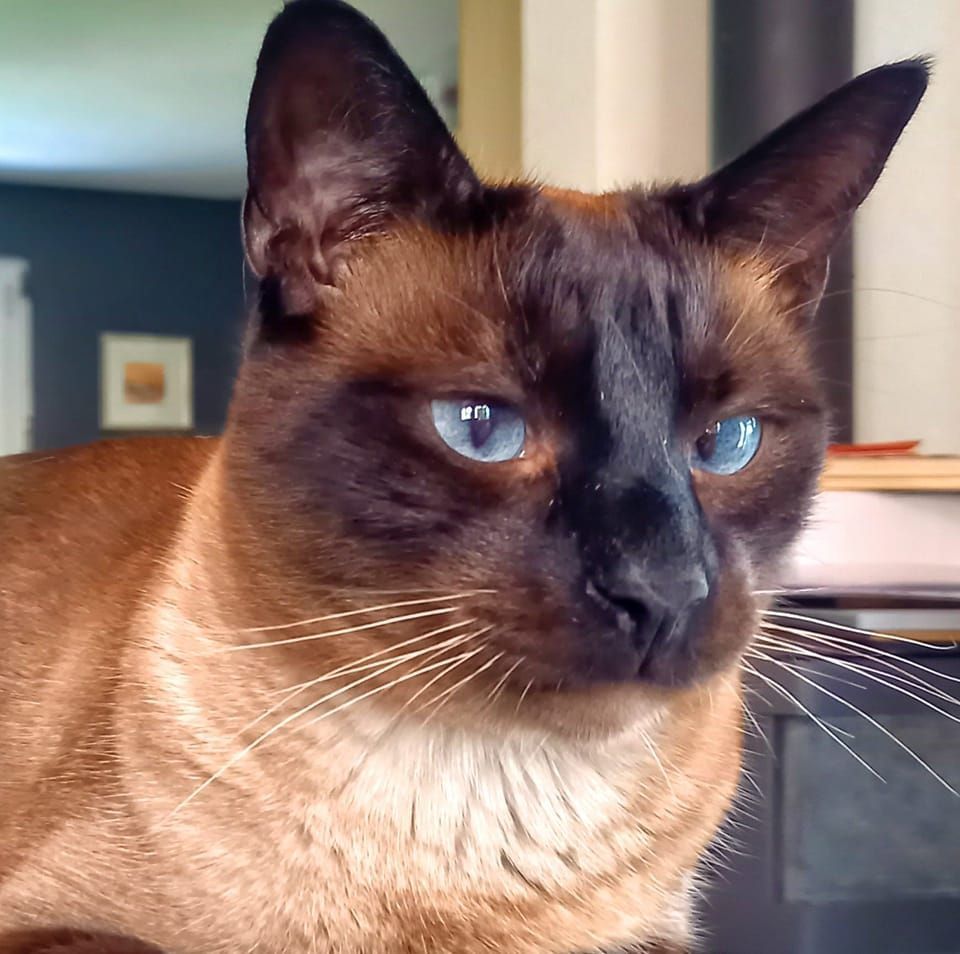 Canicat - toilettage chiens - coupe des ongles