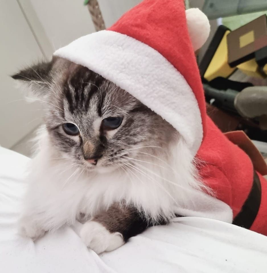 Canicat - toilettage chiens - coupe des ongles