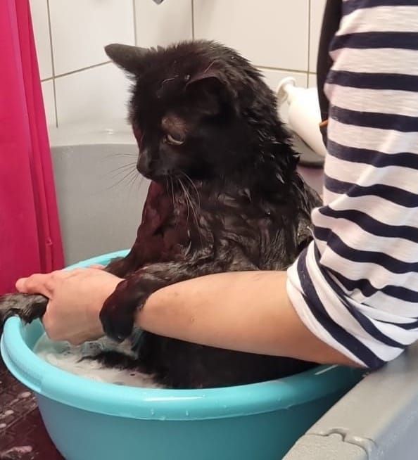 Canicat - toilettage chiens - coupe des ongles