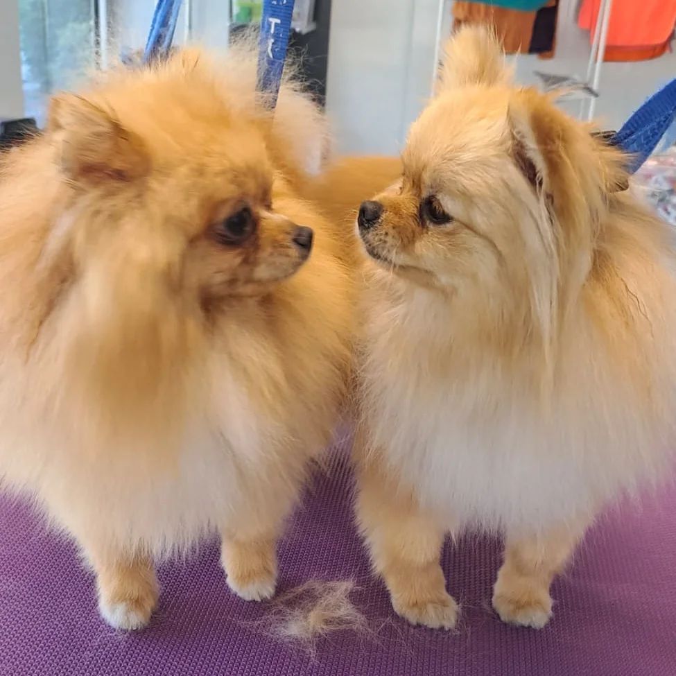 Canicat - toilettage chiens - coupe des ongles