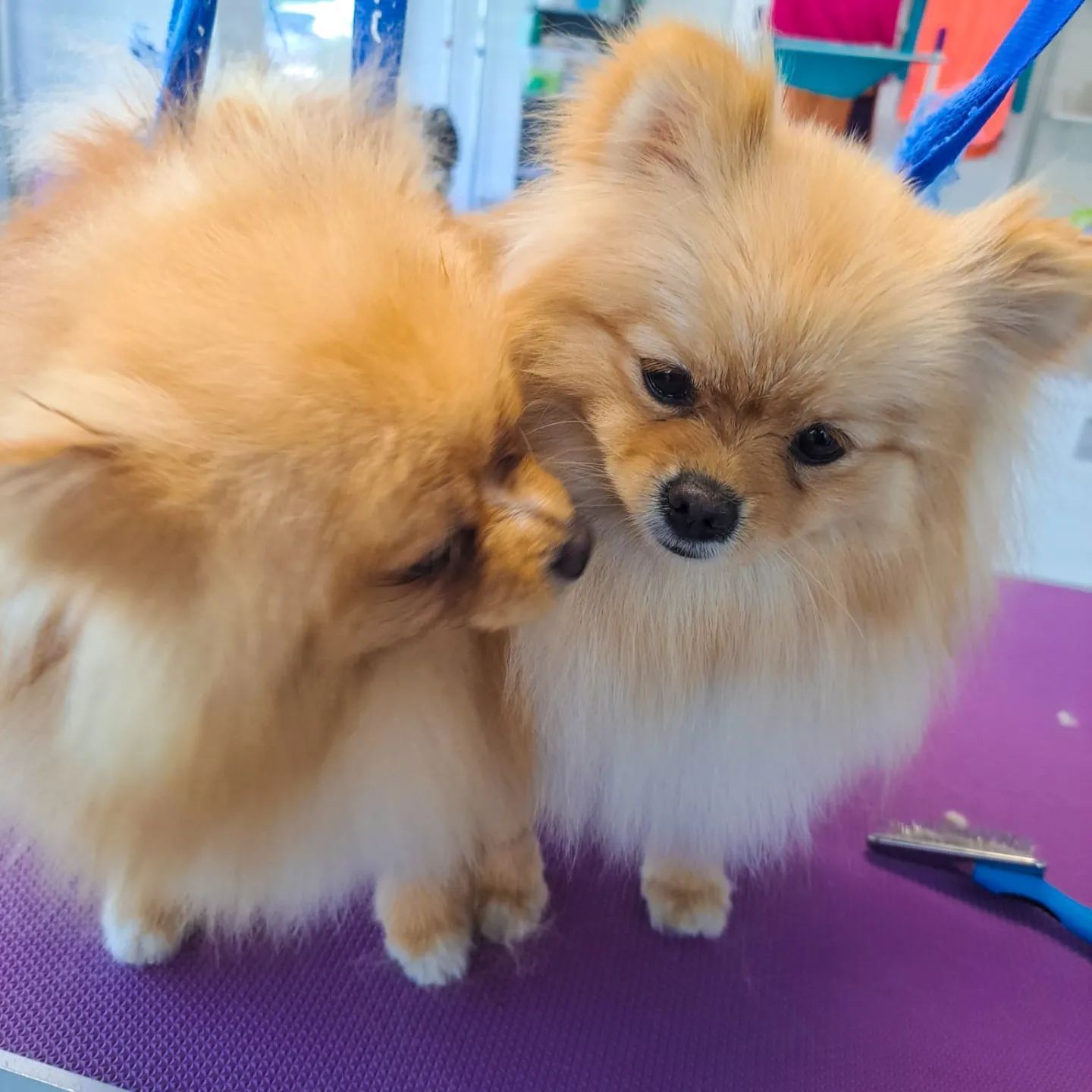 Canicat - toilettage chiens - coupe des ongles