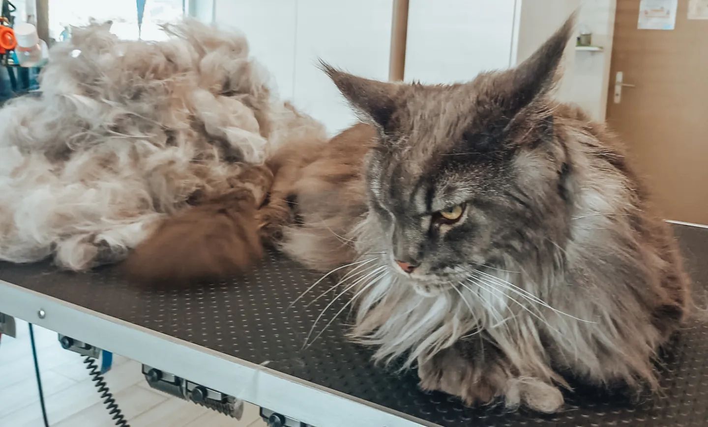 Canicat - toilettage chiens - coupe des ongles