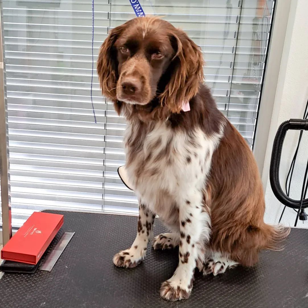 Canicat - toilettage chiens - coupe des ongles