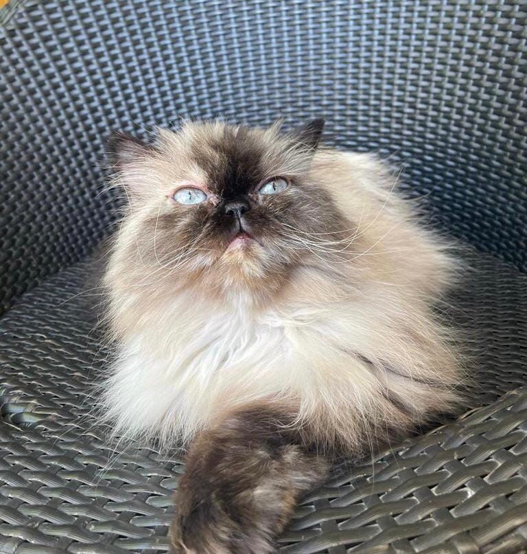 Canicat - toilettage chiens - coupe des ongles