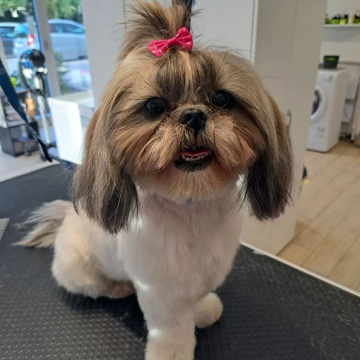 Canicat - toilettage chiens - coupe des ongles