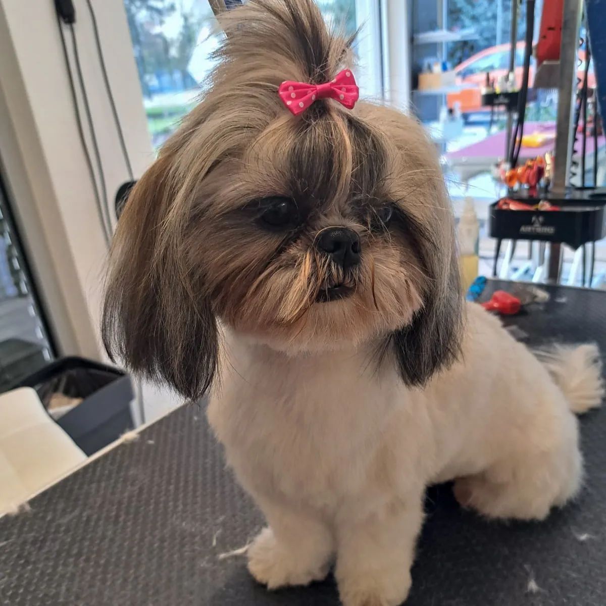 Canicat - toilettage chiens - coupe des ongles