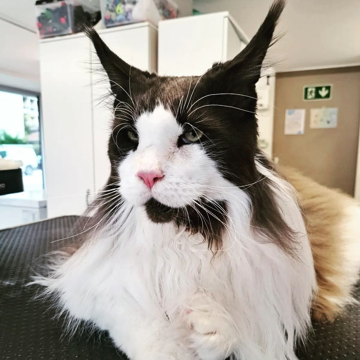 Canicat - toilettage chiens - coupe des ongles