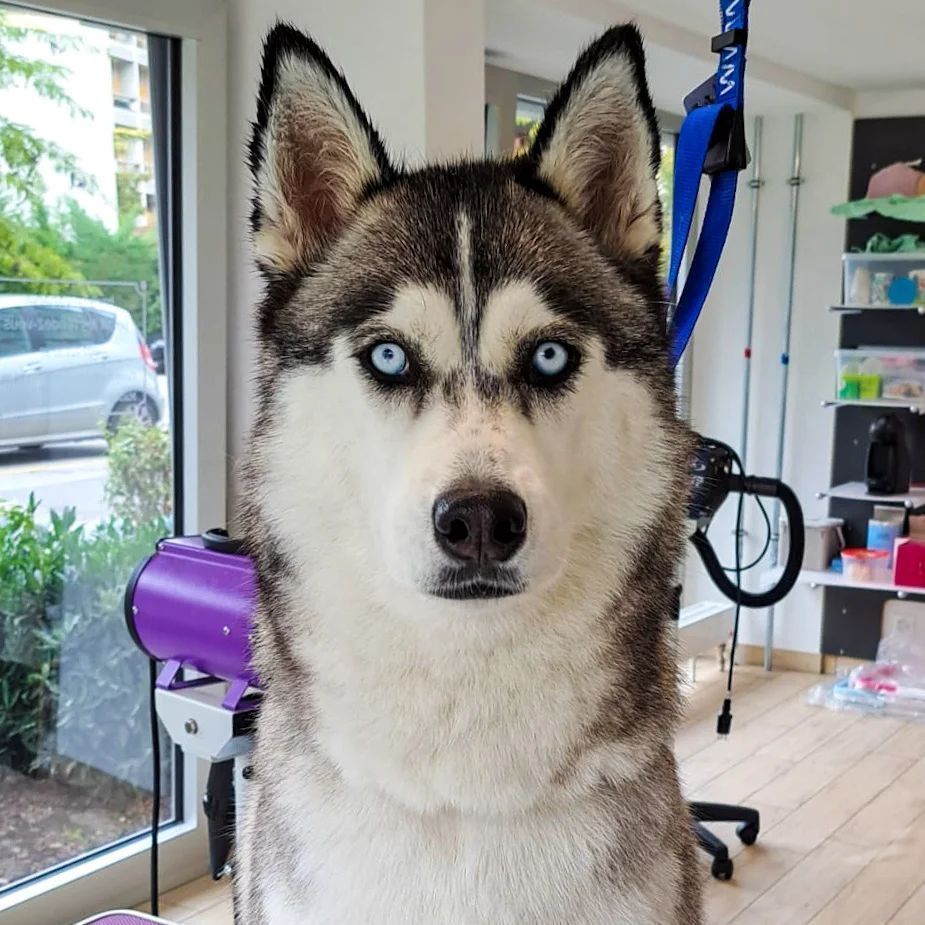 Canicat - toilettage chiens - coupe des ongles