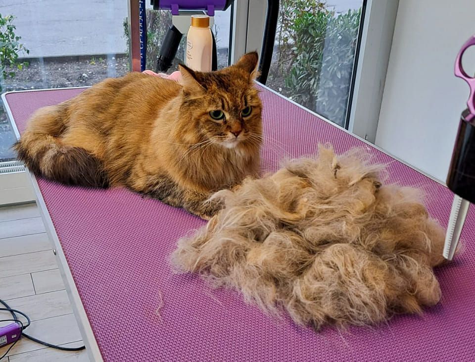 Canicat - toilettage chiens - coupe des ongles