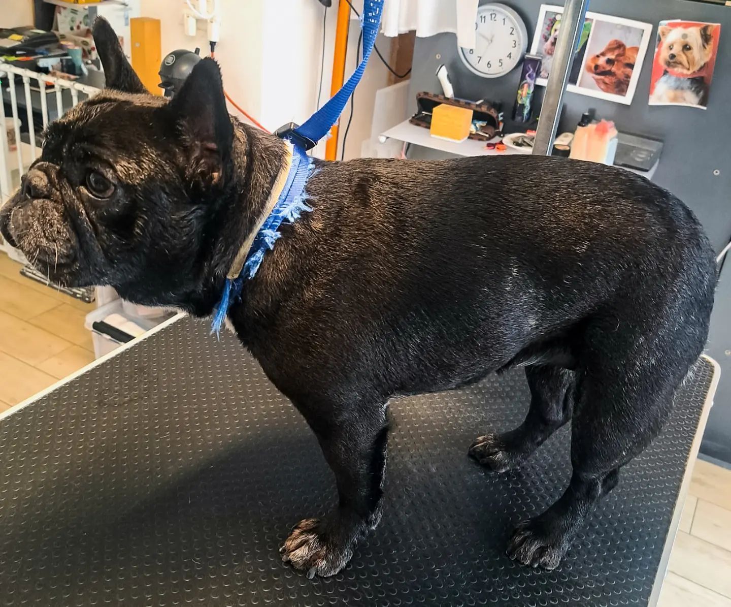 Canicat - toilettage chiens - coupe des ongles