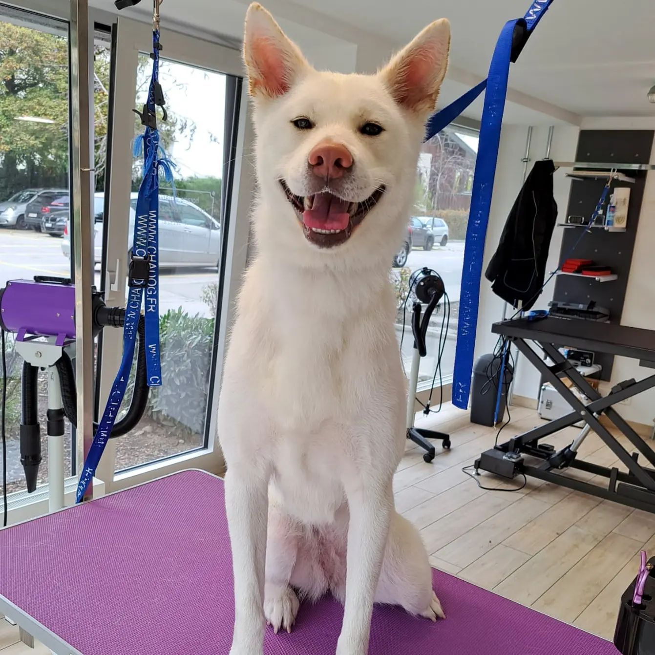 Canicat - toilettage chiens - coupe des ongles