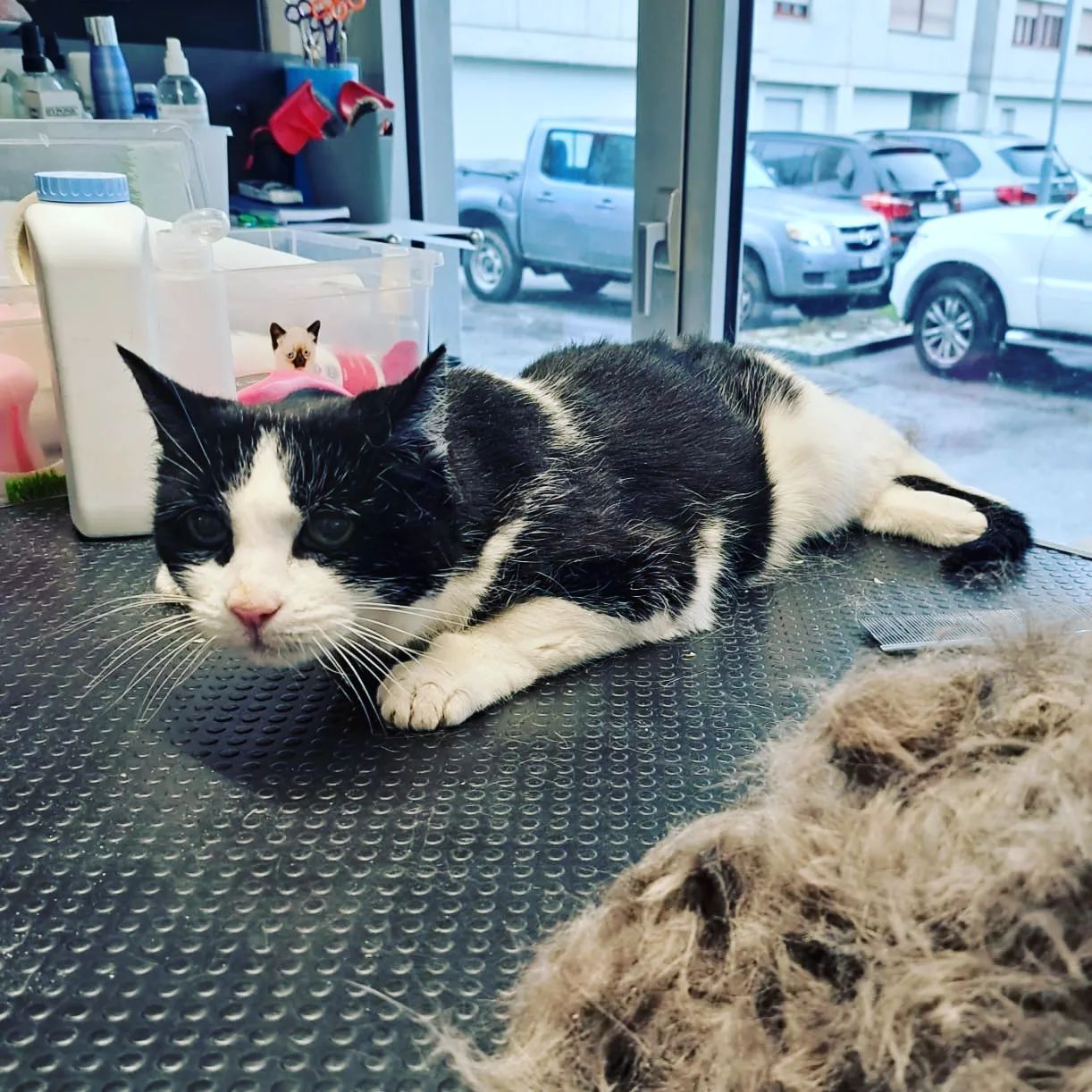 Canicat - toilettage chiens - coupe des ongles