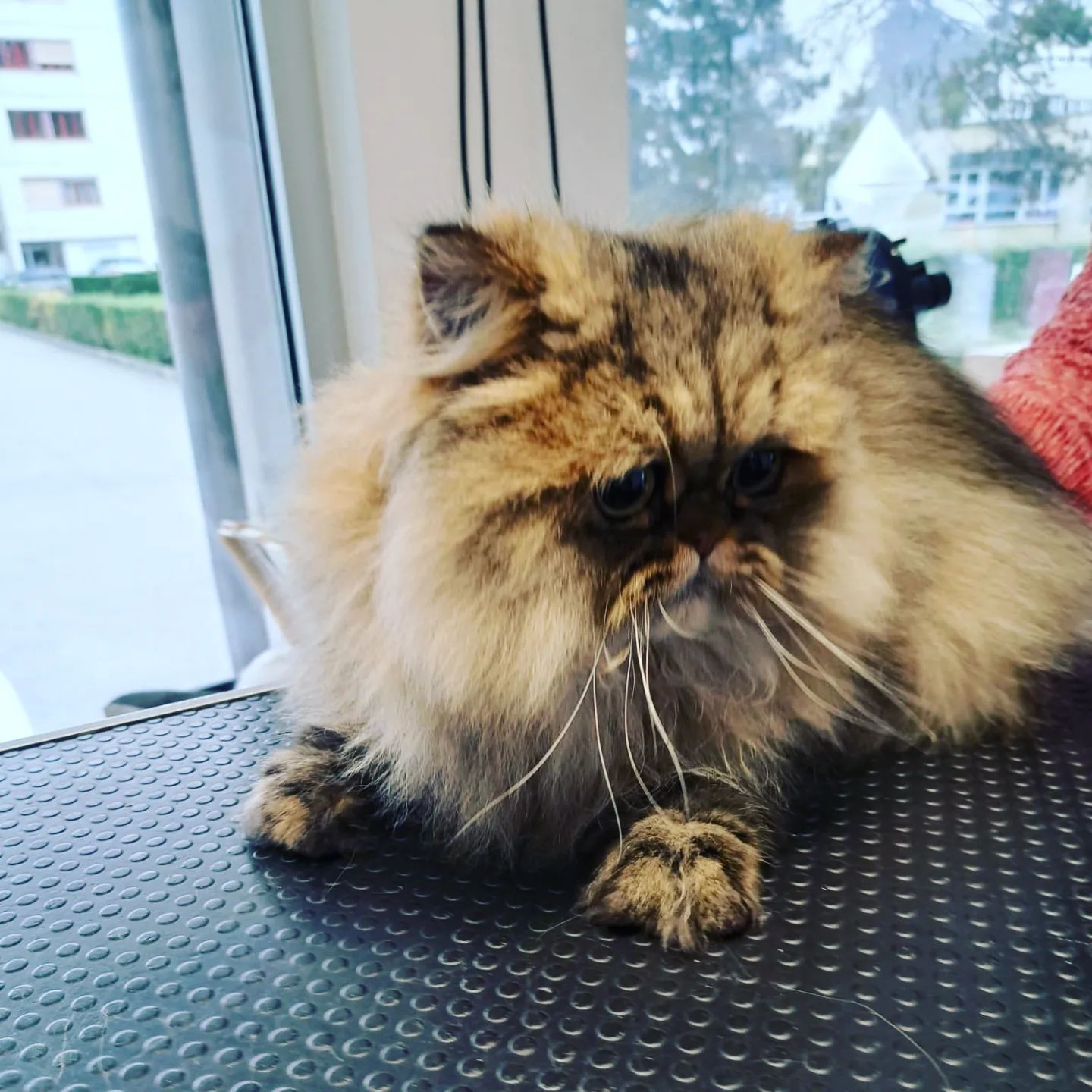 Canicat - toilettage chiens - coupe des ongles