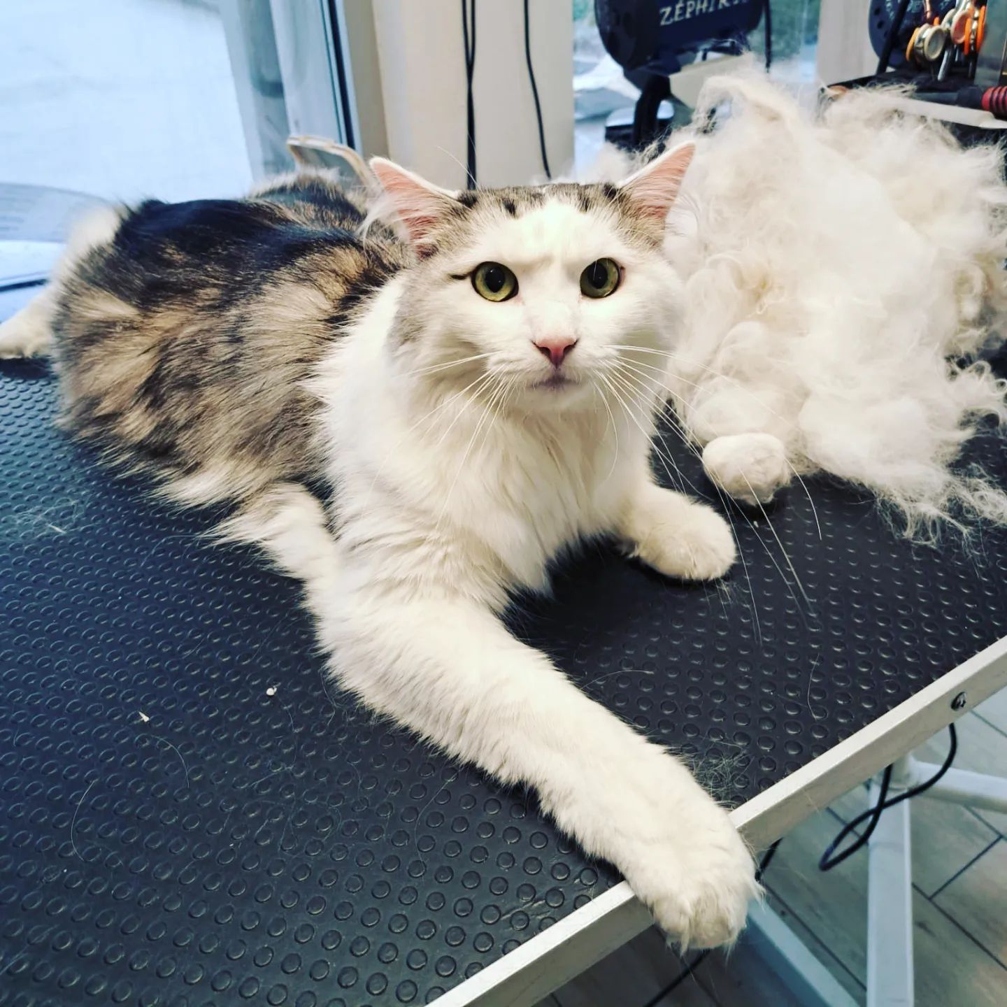 Canicat - toilettage chiens - coupe des ongles