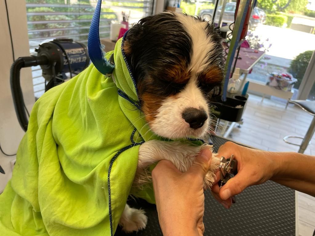 Canicat - toilettage chiens - coupe des ongles