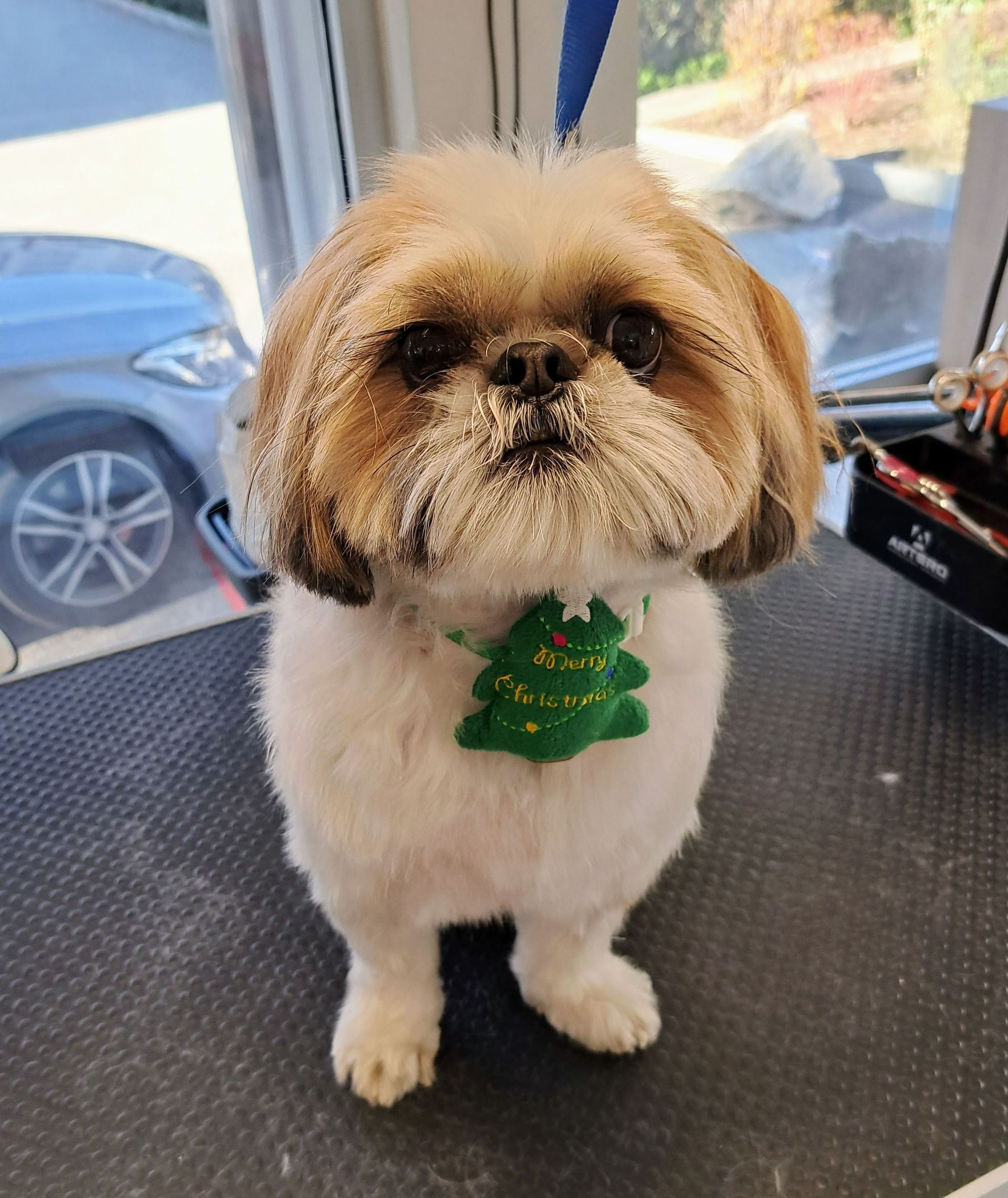 Canicat boutique chiens et chats