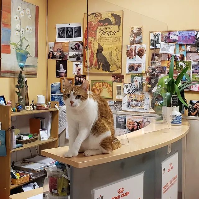 Un gato se sienta en un mostrador frente a un cartel de Royal Canin.