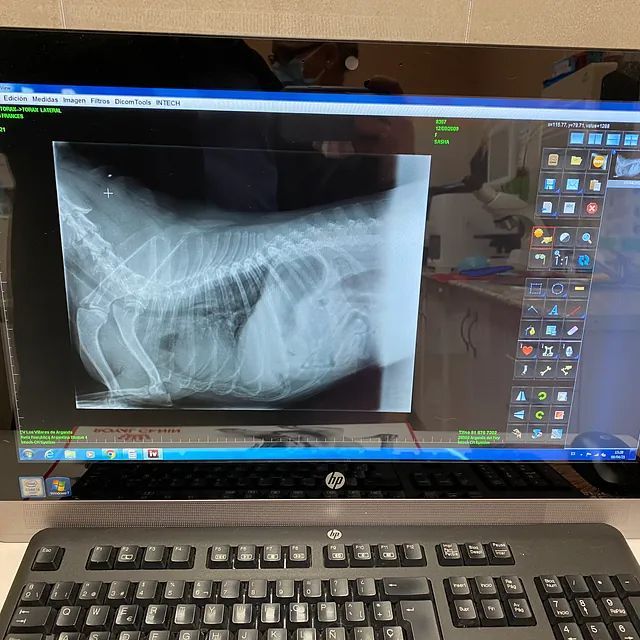 Un monitor de computadora HP muestra una radiografía de un perro.