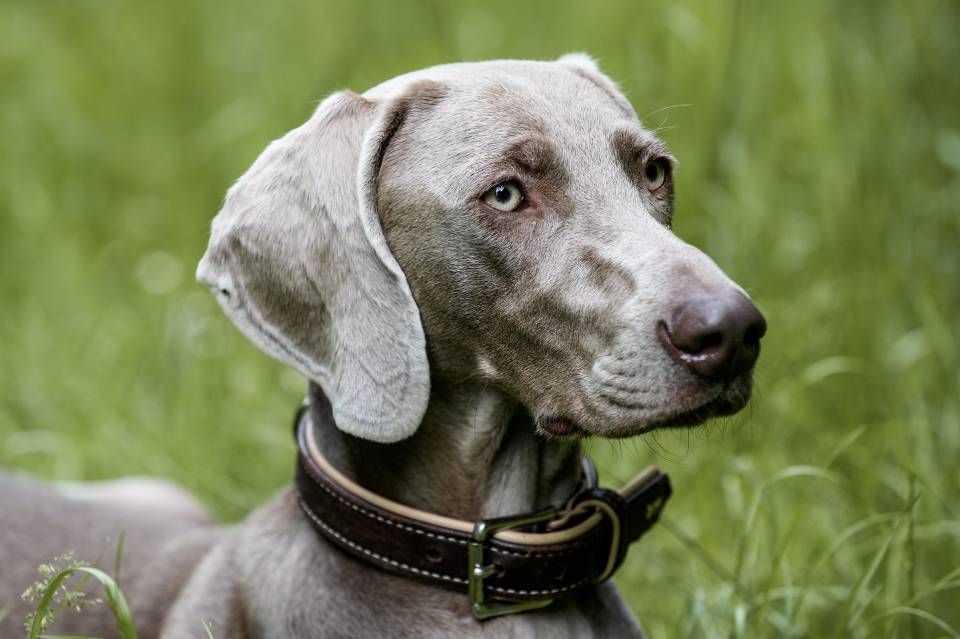 malwerk malerbetriebe GmbH Hund