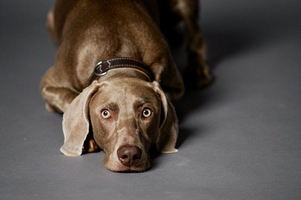 malwerk malerbetriebe GmbH Hund