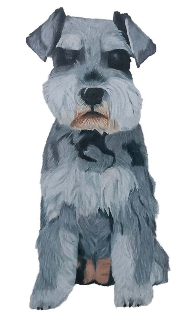 Un pequeño perro gris está sentado sobre un fondo blanco.