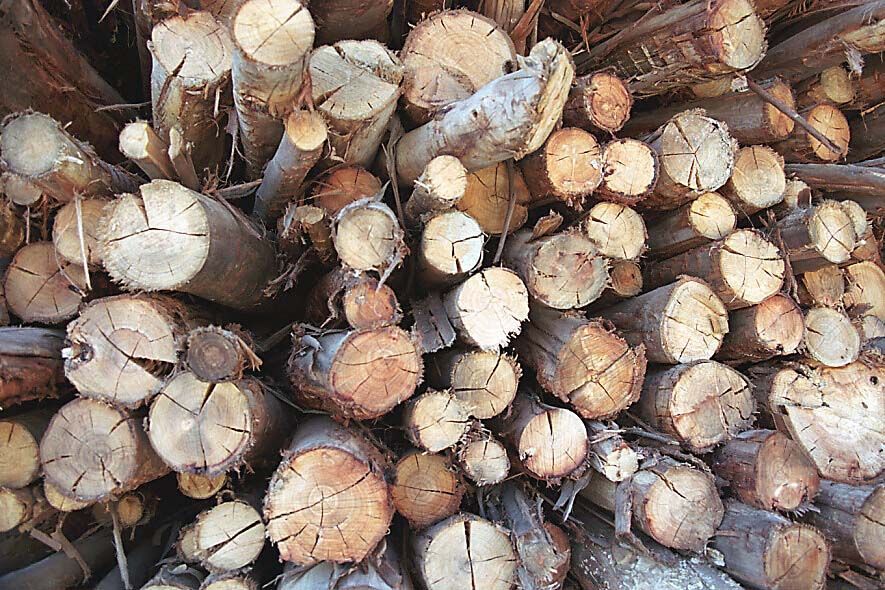 Pilha de lenha recém-cortada, de tamanhos e cores variadas.