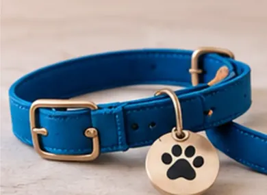 Collar azul para perro con una placa redonda con forma de huella de pata sobre un fondo claro.