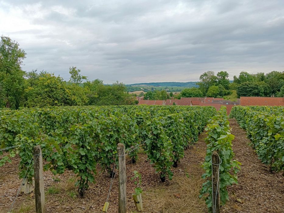 Vignoble de Gaillac dans le Tarn, Occitanie